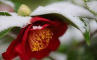 山茶花和梔子花的區(qū)別